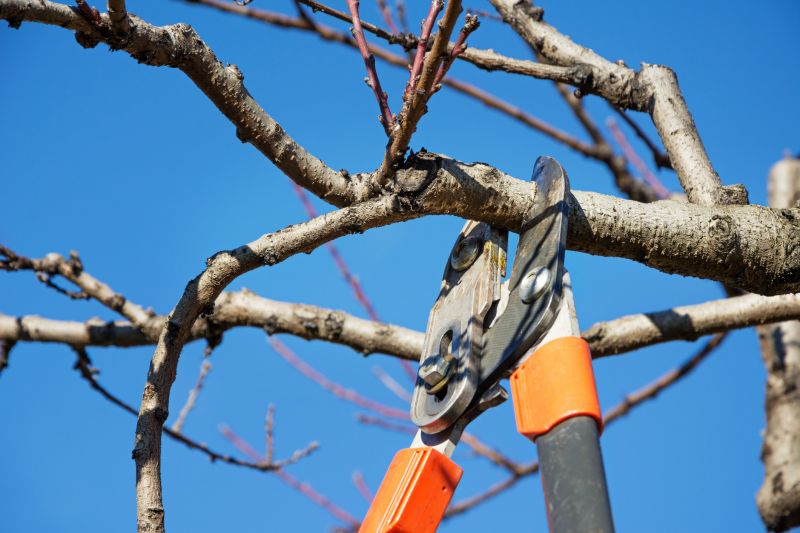 Local Peach Tree Trimming pros at work