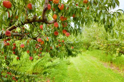 Enhances tree appearance.