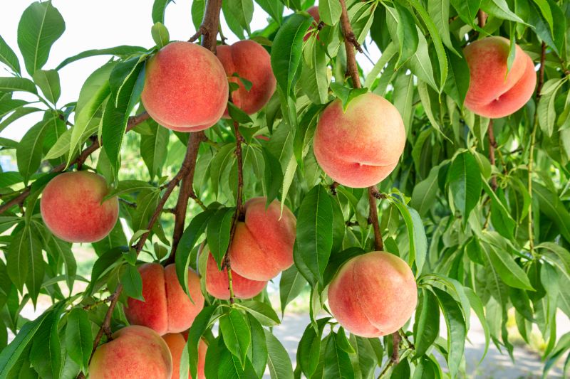 Promotes healthy growth.