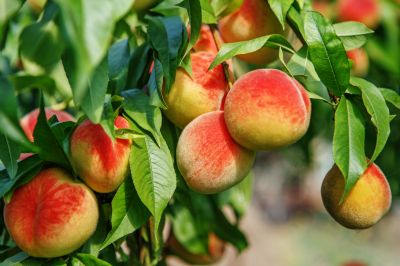Increases fruit production.