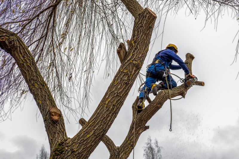 Peach Tree Trimming