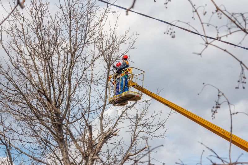 Peach Tree Trimming