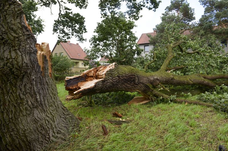 Apple Tree Removal in Montgomery County, PA
