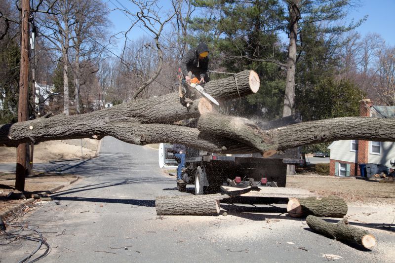 Apple Tree Removal in San Jose, CA