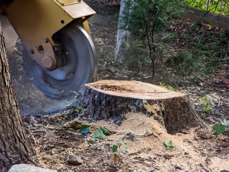 Bamboo Stump Removal in Waldorf, MD