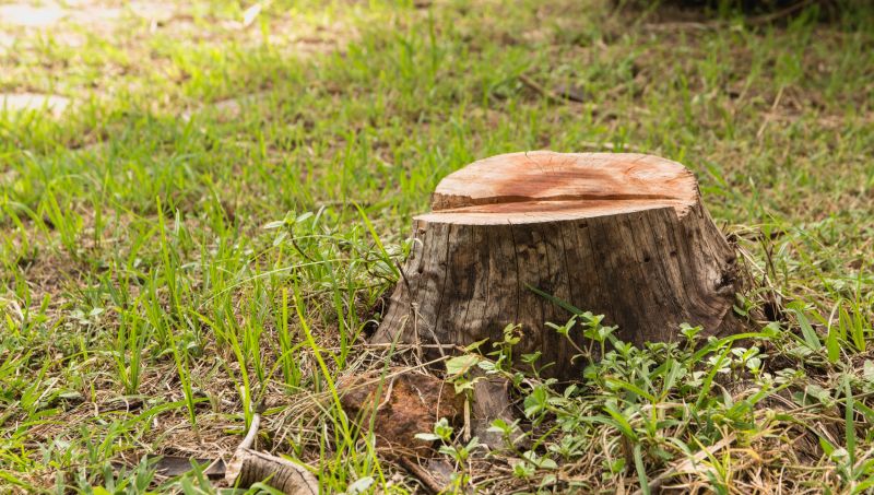 Bamboo Stump Removal in Calvert County, MD
