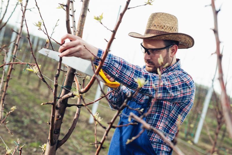 Beech Tree Pruning in Allentown, PA