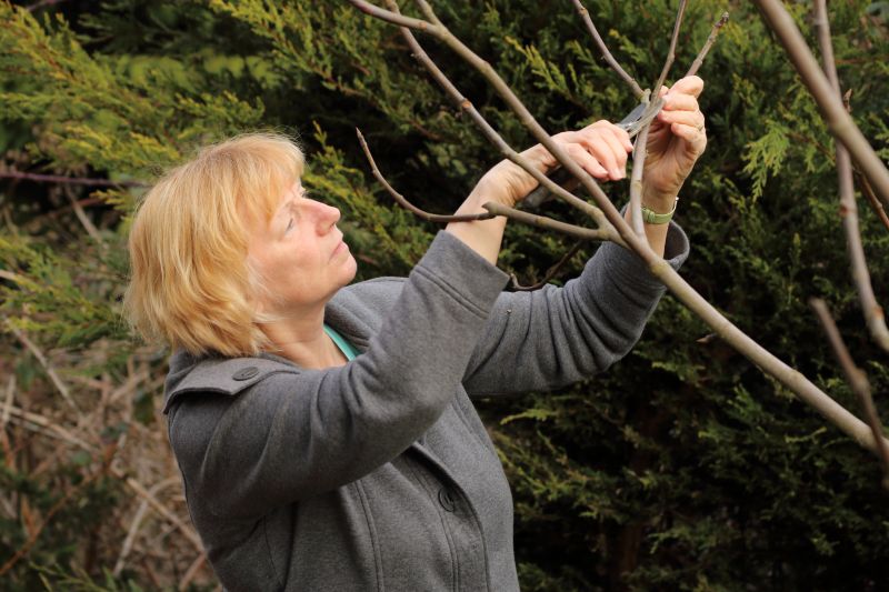Bradford Pear Tree Pruning in Reno, NV