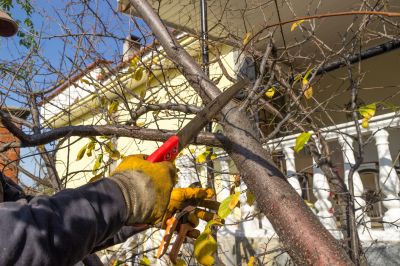 Cedar Tree Pruning in Doylestown, PA