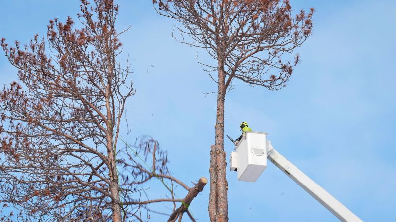 Commercial Tree Removal in Montgomery County, PA