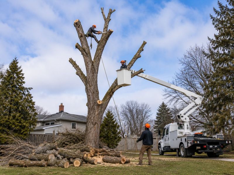 Dead Tree Removal in Allentown, PA
