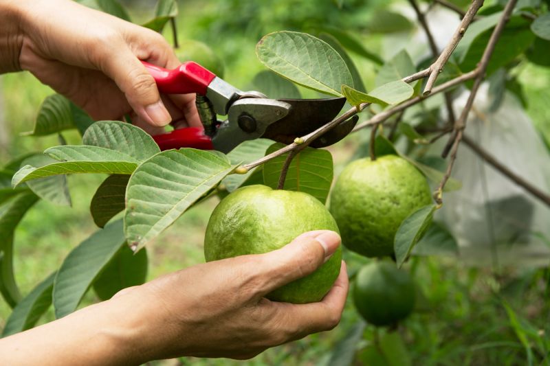 Healthy Pruning Practices