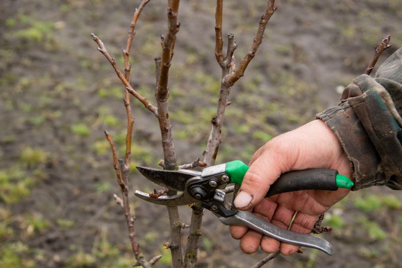 Pruning Tools in Use