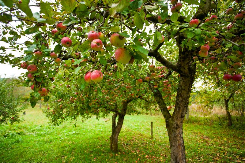 Healthy Orchard