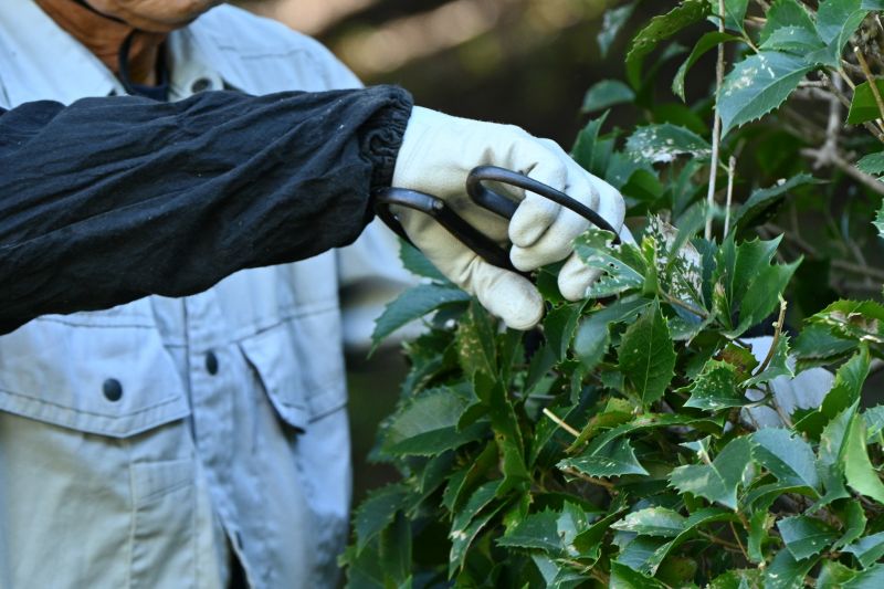 Rose Bush Pruning in Ventura County, CA