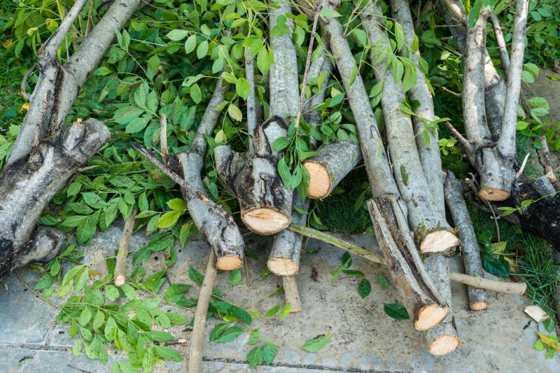 Tree Branch Cutting in Allentown, PA