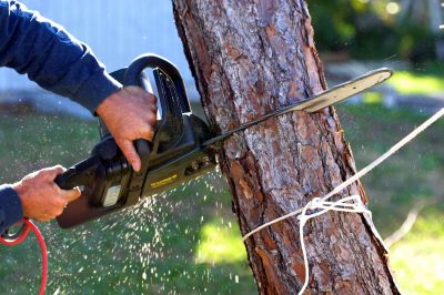 Tree Service in Allentown, PA