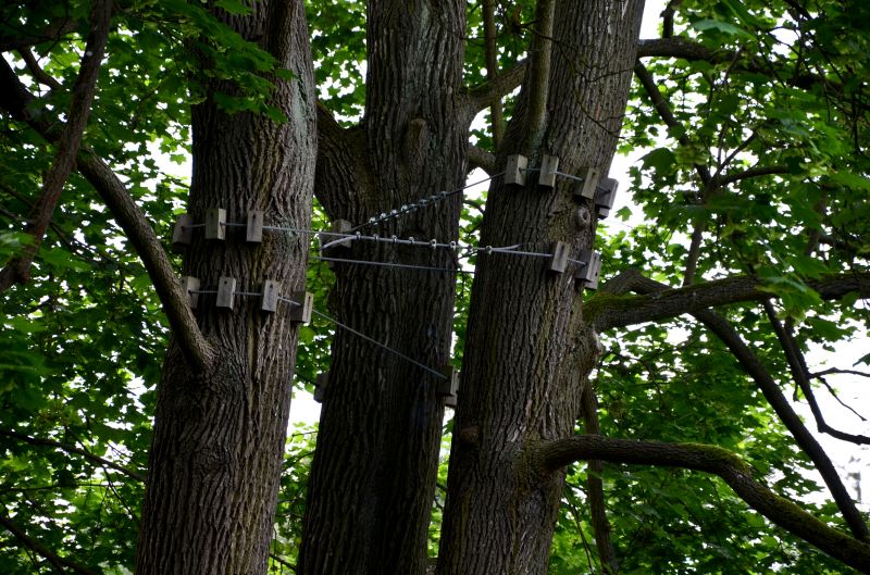 Tree Support Installation