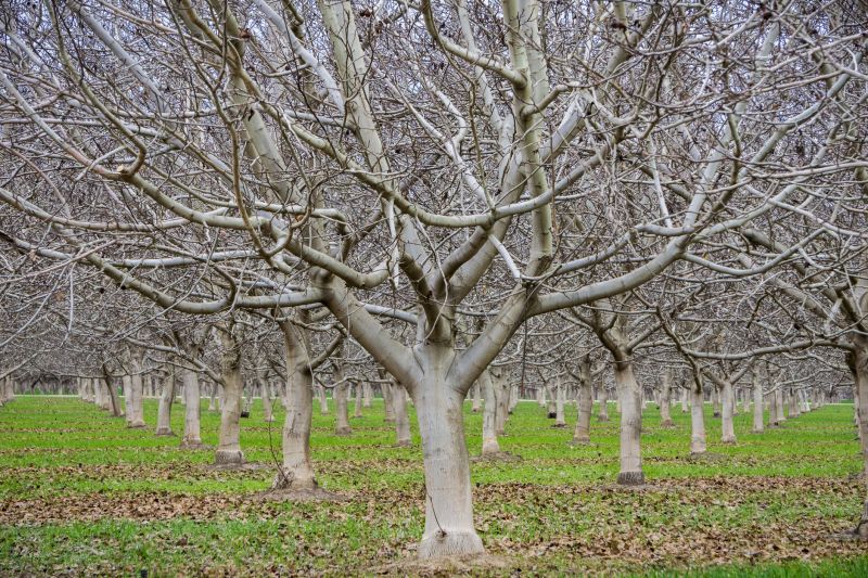Healthy peach trees after trimming