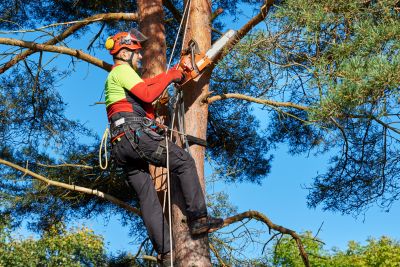 Tree health check before trimming